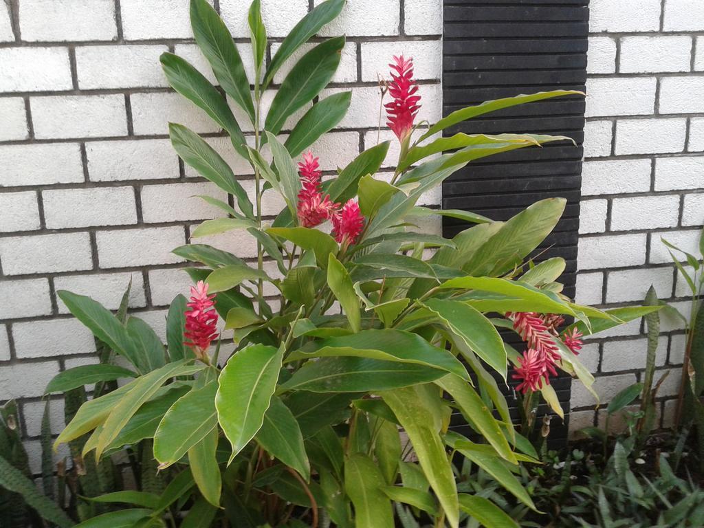 Homestay Rumah Putih Abu Abu Senggigi